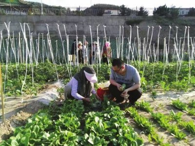 花上1200元租块地自耕自种自收 兰州人过起归园田居生活