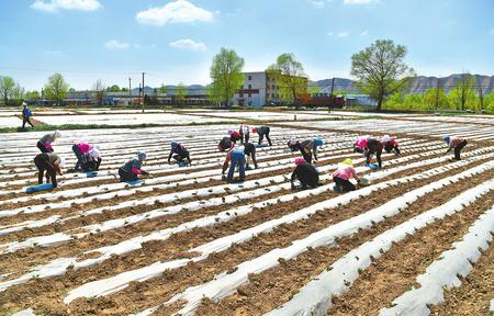 兰州市永登县大同镇农户抢抓农时 种植高原夏菜