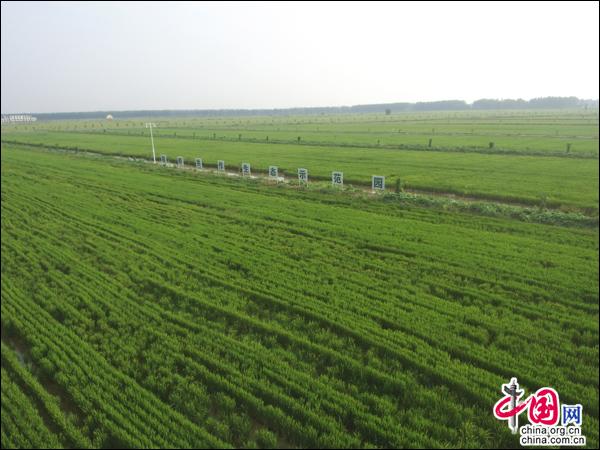 江苏沛县湖西农场:振兴乡村 打造游园综合体