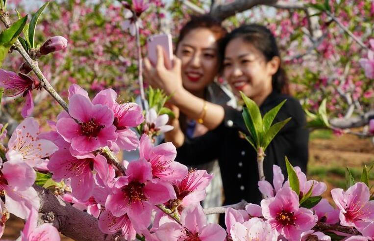 春拂联峰山 花开北戴河