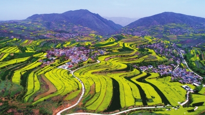 天水武山龙台油菜花海美醉游人