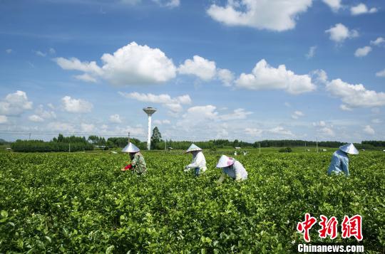 花开陇上|春暖陇原万象新（组图）