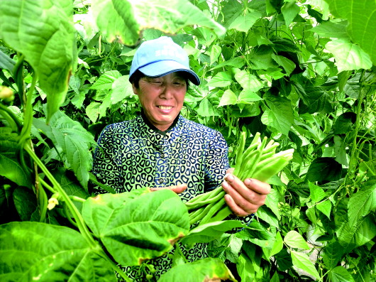 酒泉肃州区：把广阔的戈壁滩打造成群众的“菜园子”（图）