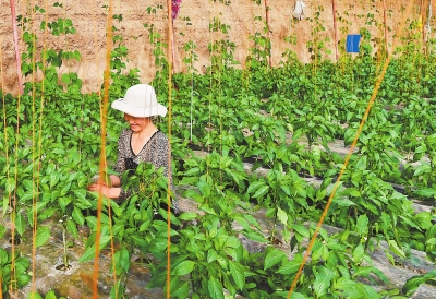  白银靖远县东湾镇三合村菜农在蔬菜大棚管理辣椒