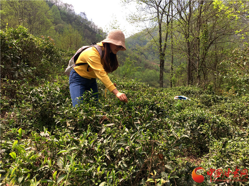 陇南茶园里的清明乡村游（图）