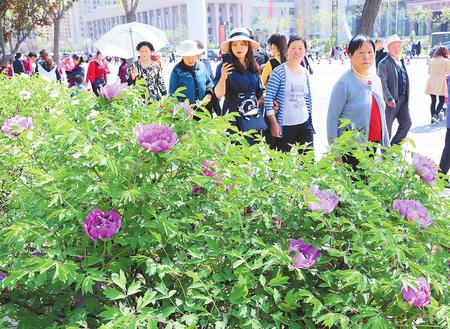 牡丹盛开醉游人 ——2018河州牡丹文化月开幕首日见闻