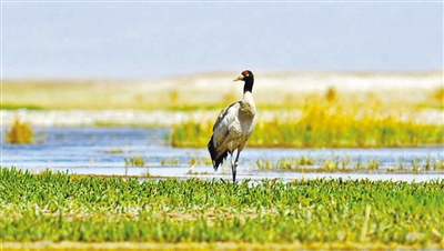 敦煌阳关国家级自然保护区首次迎来国家I级重点保护鸟类黑颈鹤