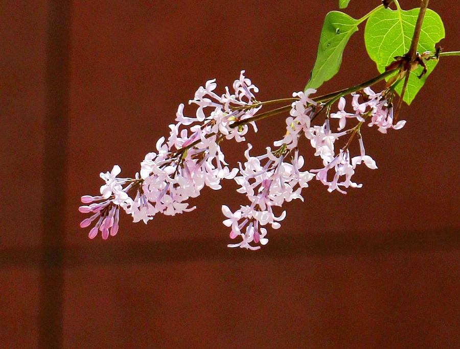 花开甘肃高校之西北师范大学篇|学子笑语伴花艳   一抹春色暗香来 （组图）