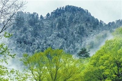 记者体验丨深入大山密林 巡护大熊猫6天5夜（图）