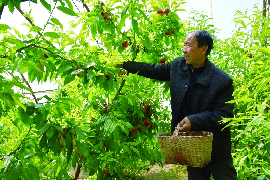 酒泉玉门市大力发展戈壁设施农业助农增收（图）