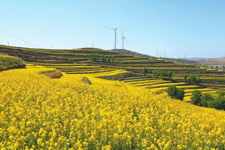 白银会宁：油菜花开引客来（图）