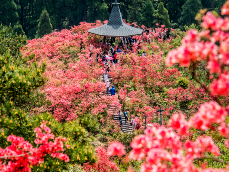 浙中杜鹃谷满山遍野别样红