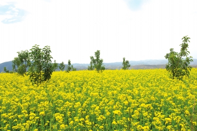 兰州皋兰山打造千亩油菜花海预计今年9月中旬完成