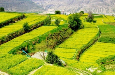 大兰山六千亩油菜花海等你去观赏