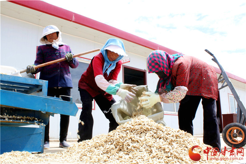 定西市安定区：壮大合作社    走好脱贫路（图）