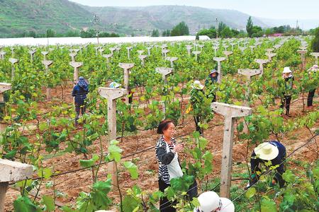 “抱团作战”迈上振兴路——庆阳市庆城县马岭镇马岭村后湾组见闻（图）