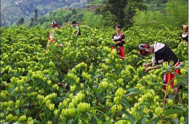 金银花“开”出脱贫路——通渭县大力发展金银花产业助推脱贫攻坚纪实