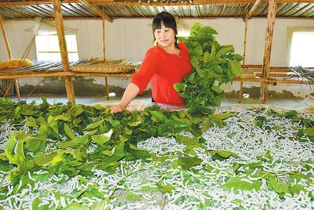 陇南市康县大力扶持农民栽桑养蚕