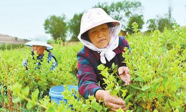 黄土地上的致富花——定西市通渭县产业扶贫工作侧记