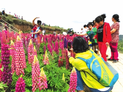 花海就在家门口 端午时节等你游