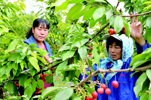 酒泉玉门市全力打通农业下游销售渠道（图）