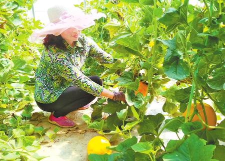 平凉市华亭县安口镇朱家坡村村民在日光温室内采摘香瓜