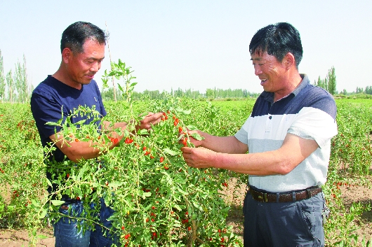 酒泉瓜州头茬枸杞开摘（图）