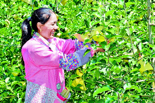 甘南迭部县旺藏乡亚日村：“扶贫花”开苹果园