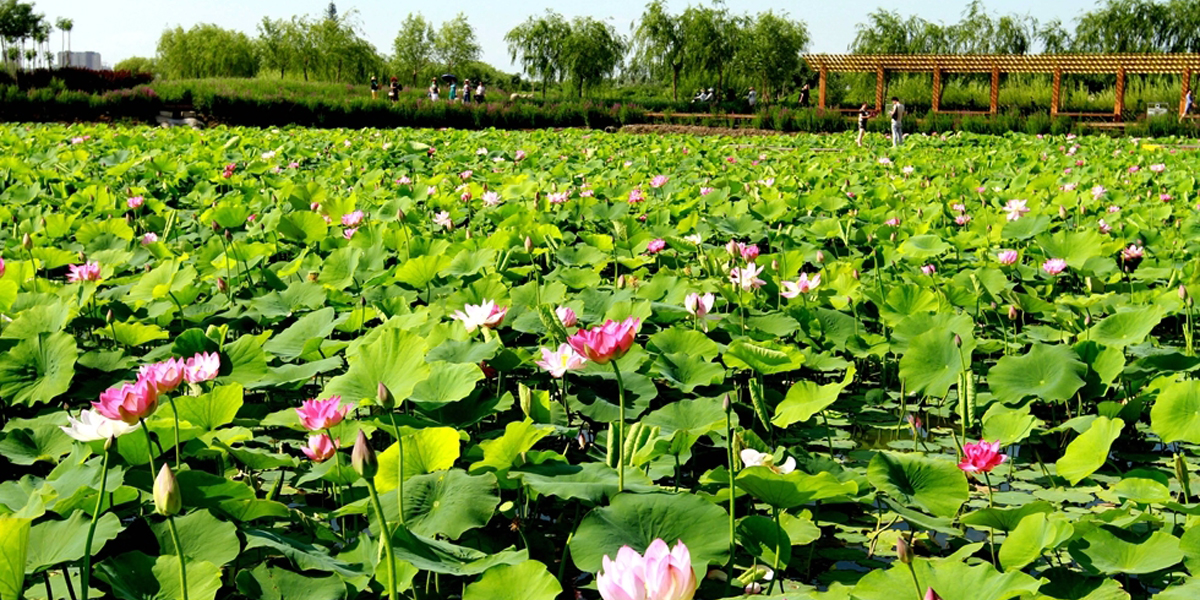 甘肃张掖：夏日荷花开 吸引游客来