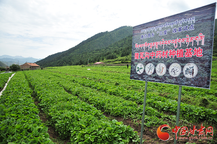 【脱贫攻坚在行动】甘南州夏河县：农村“三变”添活力 隆哇沟里药材香（图）