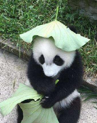 甘肃省大熊猫国家公园体制试点获肯定