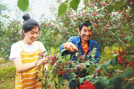 陇南市文县农民抢抓农时采摘花椒