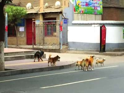 兰州城关区向不文明养犬行为说“不”