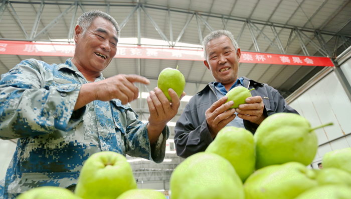 甘肃张掖：早酥梨“选美” 果农乐开怀