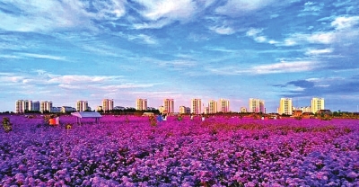 秋天的河西花开满园