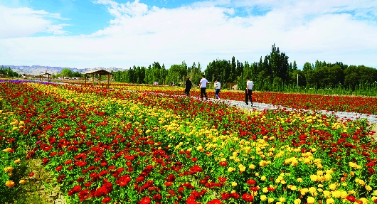 游客在酒泉阿克塞县阿克旗乡观赏花卉（图）