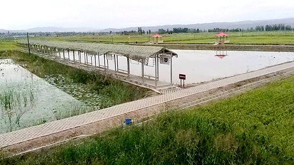 白银景泰：盐碱地里鱼虾肥 枸杞产业助村民脱贫致富（图）