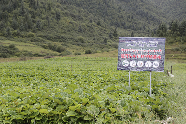 脱贫攻坚看甘肃| 夏河县唐尕昂乡：中药材种植开辟“产业扶贫”新路径(组图)