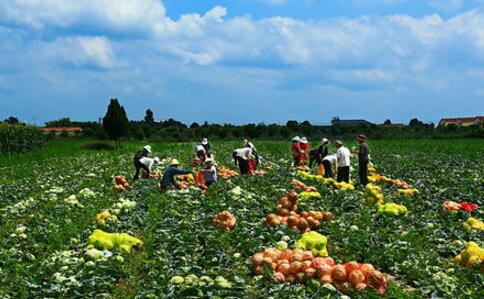 庆阳宁县14万亩高原夏菜助农增收