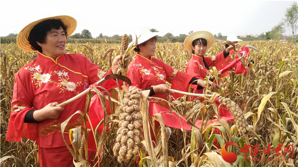 喜获丰收！庆阳什社乡举办首届农民丰收节·陇东贡米文化节（图）