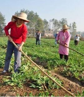 今年甘肃省种植中药材约460万亩