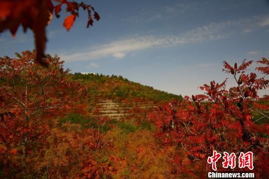 甘肃金昌漫山“红妆”层林尽染