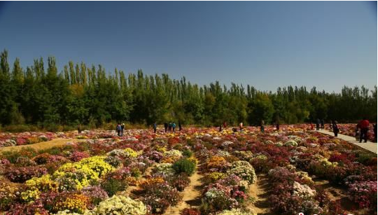 百余种秋菊“装扮”甘肃戈壁小城引游人