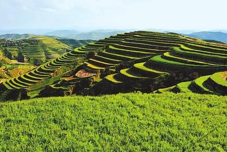 陇西：从“千年药乡”到“产业高地”（图）