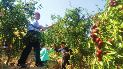 白银景泰大枣喜获丰收