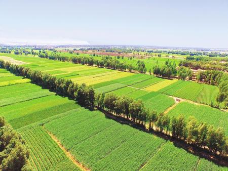 张掖高台县厚植“生态底色” 绘就美丽家园 森林覆盖率由1.35%升至12.39%
