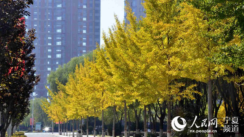 银川打造生态绿化都市圈 “金黄模式”景观迷人