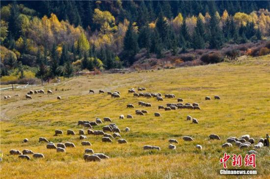 专家：祁连山生态总体在改善 科技保护是关键因素