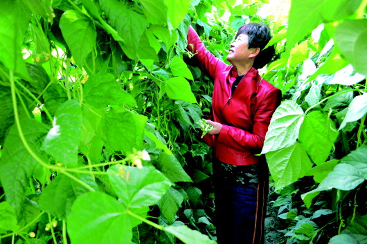 酒泉塔尔寺村村民在温室摘豆角(图)