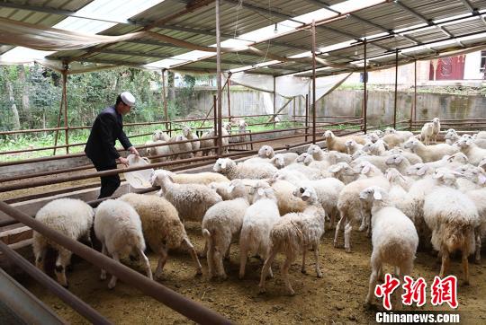 甘肃临夏回族自治州广河县扶贫羊产业。(资料图) 杨艳敏 摄
